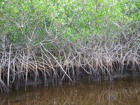 Fluss - Florida